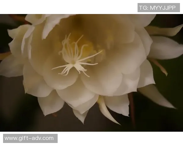 那些曾让世界惊艳却短暂绽放的足球昙花一现之星